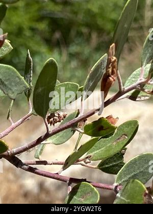 Manzanita à feuilles pointues (Arctostaphylos pungens) Banque D'Images