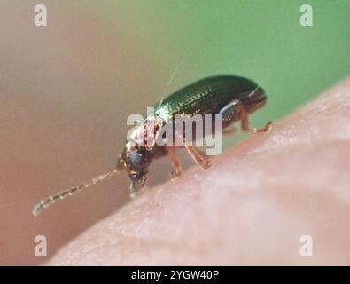 Coléoptère aux puces du saule (Crepidodera aurata) Banque D'Images