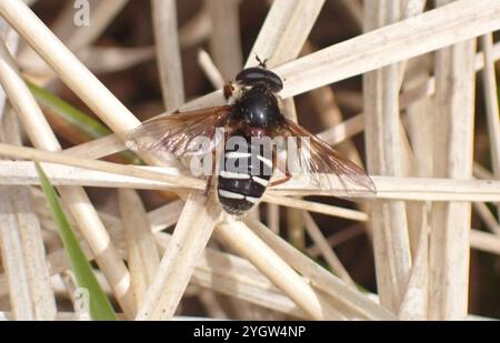 Tourbe blanche (Sericomyia lappona) Banque D'Images