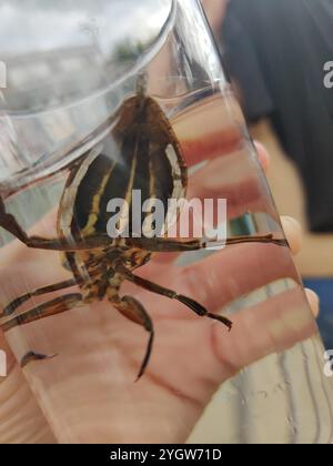 Orteil oriental (Benacus griseus) Banque D'Images