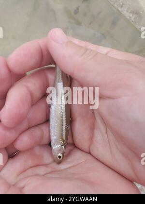 Silverside atlantique (Menidia menidia) Banque D'Images