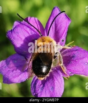 Longhorn européenne (Eucera longicornis) Banque D'Images