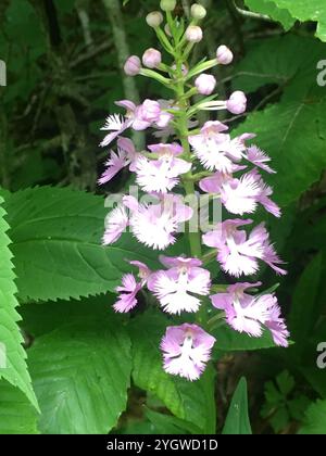 Orchidée frangée violette (Platanthera grandiflora) Banque D'Images