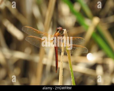 Chasseurs et King Skimmers (Libellula) Banque D'Images