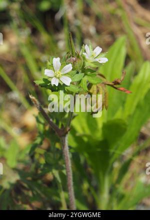 Bec de grue de Caroline (Geranium carolinianum) Banque D'Images