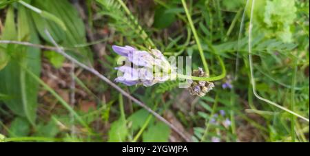 Vesces de lait violettes (Astragalus danicus) Banque D'Images