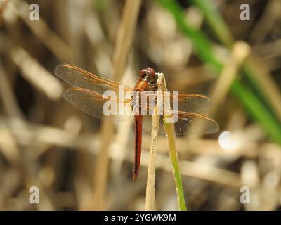 Chasseurs et King Skimmers (Libellula) Banque D'Images