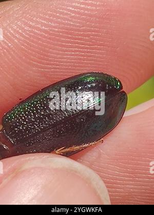 Coléoptère tigre métallisé de Virginie (Tetracha virginica) Banque D'Images