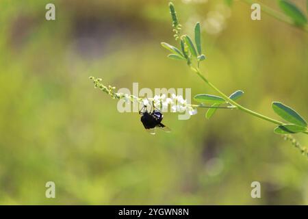 Mouche de cactus mexicaine (Copestylum mexicanum) Banque D'Images