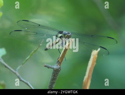 Chasseurs et King Skimmers (Libellula) Banque D'Images