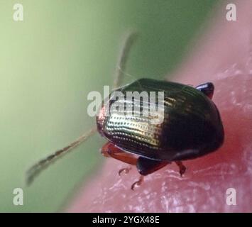 Coléoptère aux puces du saule (Crepidodera aurata) Banque D'Images