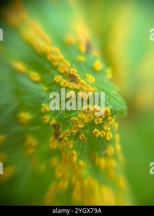 Rouille rouge framboise jaune (Phragmidium rubi-idaei) Banque D'Images