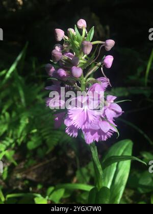 Orchidée frangée violette (Platanthera grandiflora) Banque D'Images