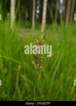 Herbe alpine (Carex brizoides) Banque D'Images