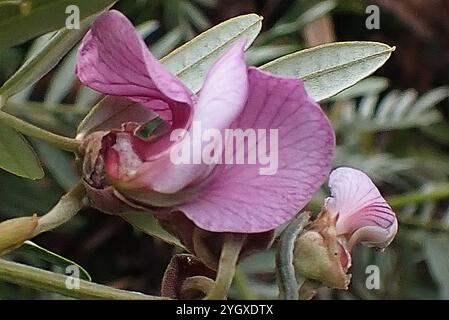 Gardenroute Keurboom (Virgilia divaricata) Banque D'Images