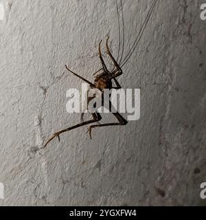 Cricket de chameau de serre (Tachycines asynamorus) Banque D'Images