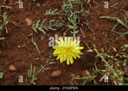 Pissenlit roux (Taraxacum rubicundum) Banque D'Images