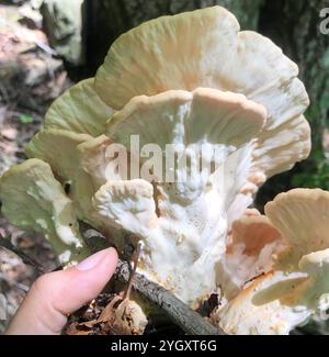 Poulet des bois à pores blancs (Laetiporus cincinnatus) Banque D'Images