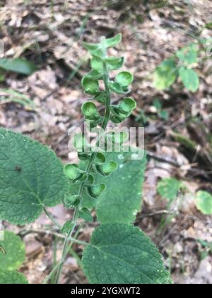 Calotte crânienne à feuilles de cœur (Scutellaria ovata) Banque D'Images