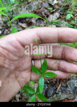 Paillette de lit de réglisse (Galium circaezans) Banque D'Images