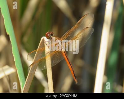 Chasseurs et King Skimmers (Libellula) Banque D'Images