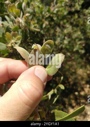 Baies et manzanitas (Arctostaphylos) Banque D'Images