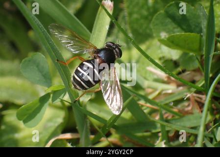 Tourbe blanche (Sericomyia lappona) Banque D'Images