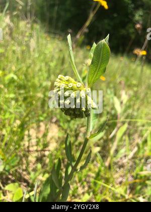 Asclépias de comète verte (Asclepias viridiflora) Banque D'Images