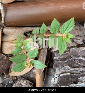 Tapis de sable Florida Hammock (Euphorbia ophthalmica) Banque D'Images