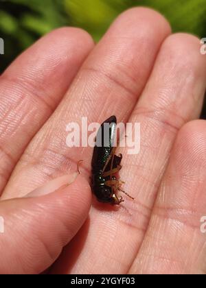 Coléoptère tigre métallisé de Virginie (Tetracha virginica) Banque D'Images