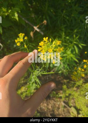 Fausse fusée londonienne (Sisymbrium loeselii) Banque D'Images