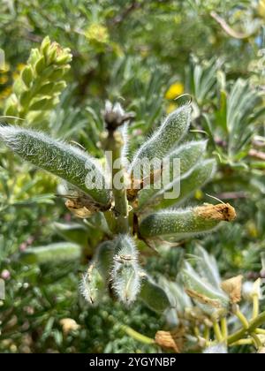 Lupin arbuste côtier (Lupinus arboreus) Banque D'Images