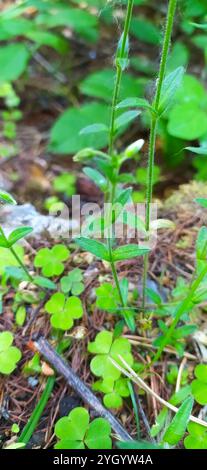 Épine de souris commune (Cerastium holosteoides) Banque D'Images