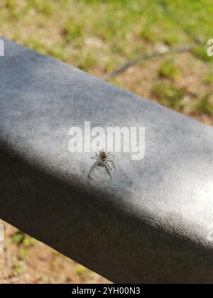 Araignée sauteuse à mâchoires blanches (Hentzia mitrata) Banque D'Images