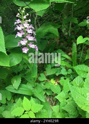 Orchidée frangée violette (Platanthera grandiflora) Banque D'Images