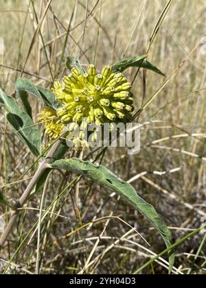 Asclépias de comète verte (Asclepias viridiflora) Banque D'Images