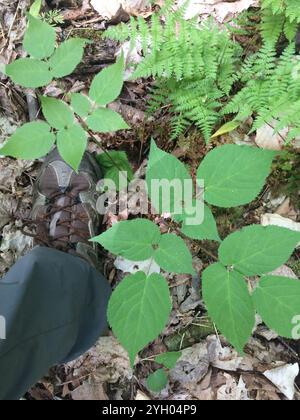 American spikenard (Aralia racemosa) Banque D'Images