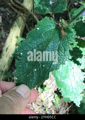 Calotte crânienne à feuilles de cœur (Scutellaria ovata) Banque D'Images