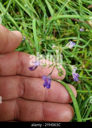 Marie géante aux yeux bleus (Collinsia grandiflora) Banque D'Images