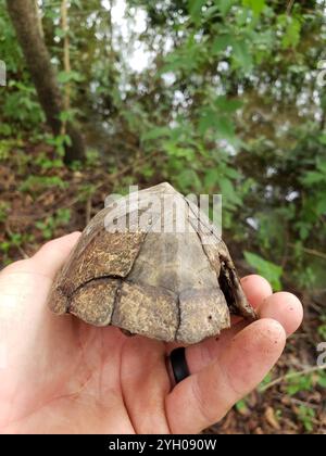 Tortue musquée à dos de rasoir (Sternotherus carinatus) Banque D'Images