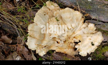 Poulet des bois à pores blancs (Laetiporus cincinnatus) Banque D'Images