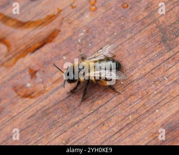 Abeille minière de Buffish (Andrena nigroaenea) Banque D'Images