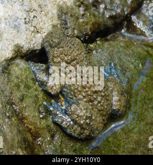 Crapaud à ventre jaune de l'Apennin (Bombina variegata pachypus) Banque D'Images