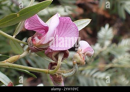 Gardenroute Keurboom (Virgilia divaricata) Banque D'Images