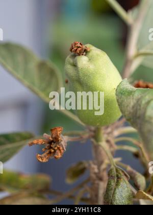 Pomme malsaine de la variété Tropical Anna poussant sur un arbre, côte subtropicale de la Nouvelle-Galles du Sud Australie Banque D'Images