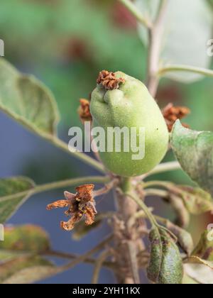 Pomme malsaine de la variété Tropical Anna poussant sur un arbre, côte subtropicale de la Nouvelle-Galles du Sud Australie Banque D'Images