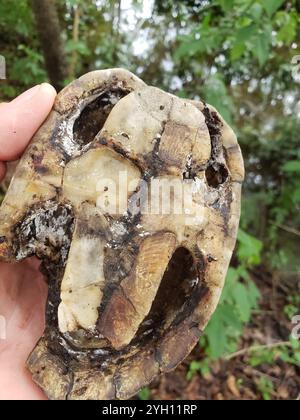 Tortue musquée à dos de rasoir (Sternotherus carinatus) Banque D'Images