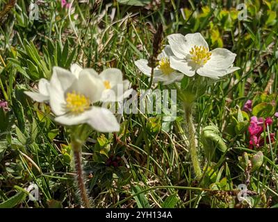 Anémone à fleurs de Narcisse (Anemonastrum narcissiflorum) Banque D'Images