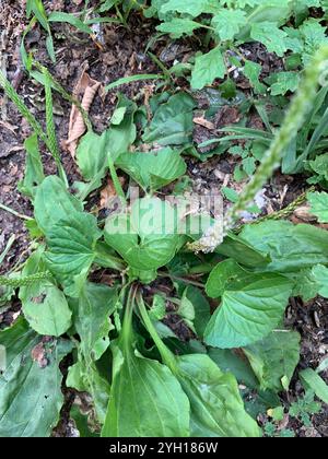 Plantain américain (Plantago rugelii) Banque D'Images