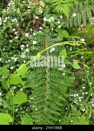 Fougère housienne de Braun (polystichum braunii) Banque D'Images